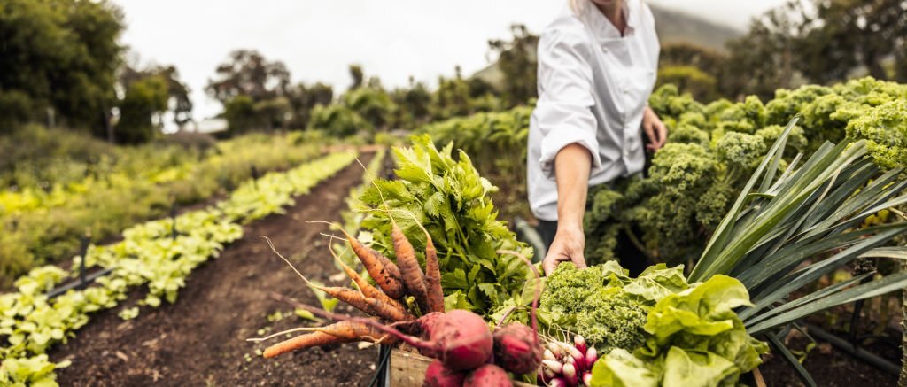 Comment prendre FACILEMENT soin de votre jardin SANS produits chimiques ?
