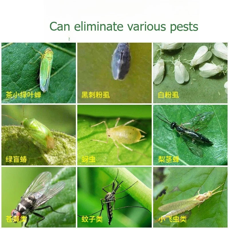 Ruban Anti-Insectes Auto-adhésif pour Arbres