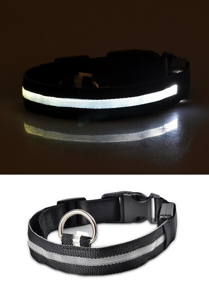 Collier LED pour chien