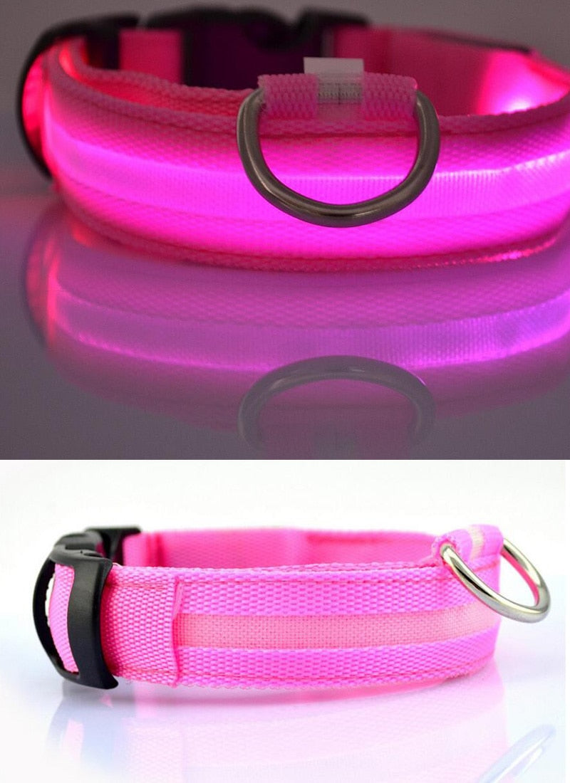 Collier LED pour chien