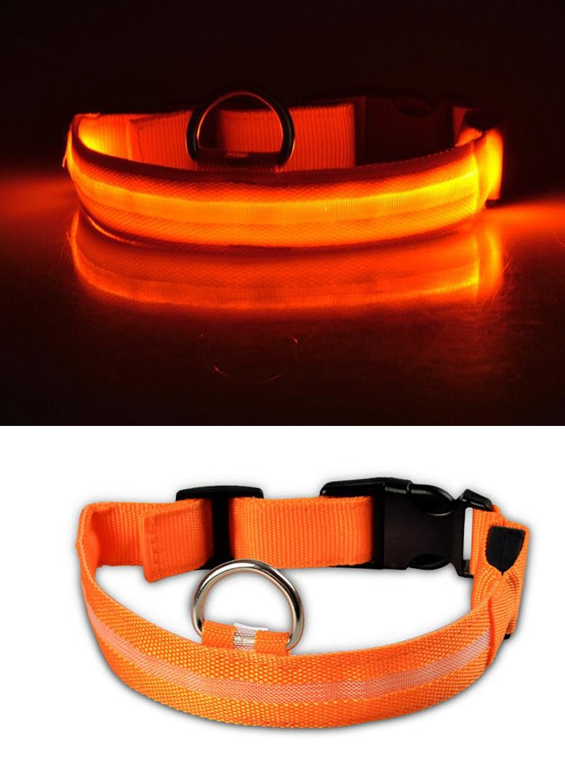 Collier LED pour chien