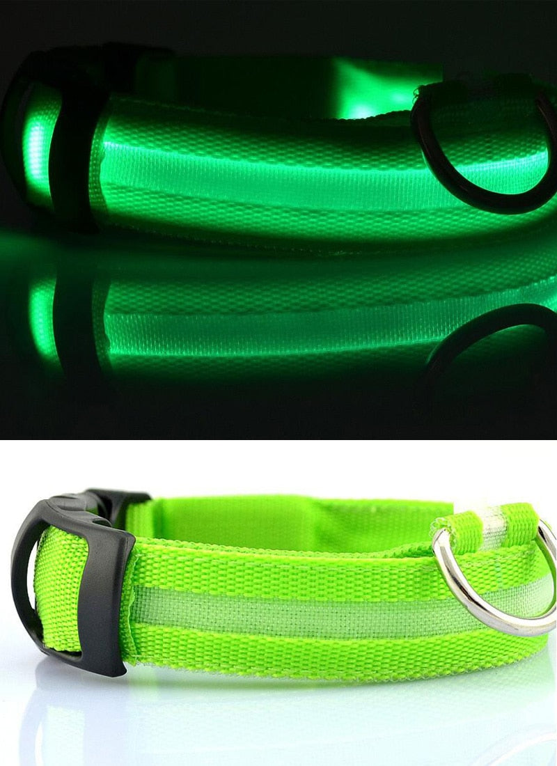 Collier LED pour chien