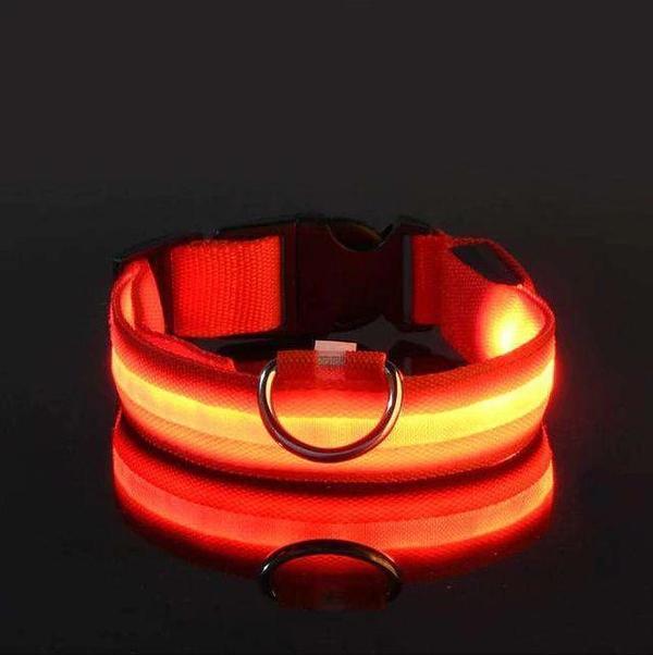 Collier LED pour chien