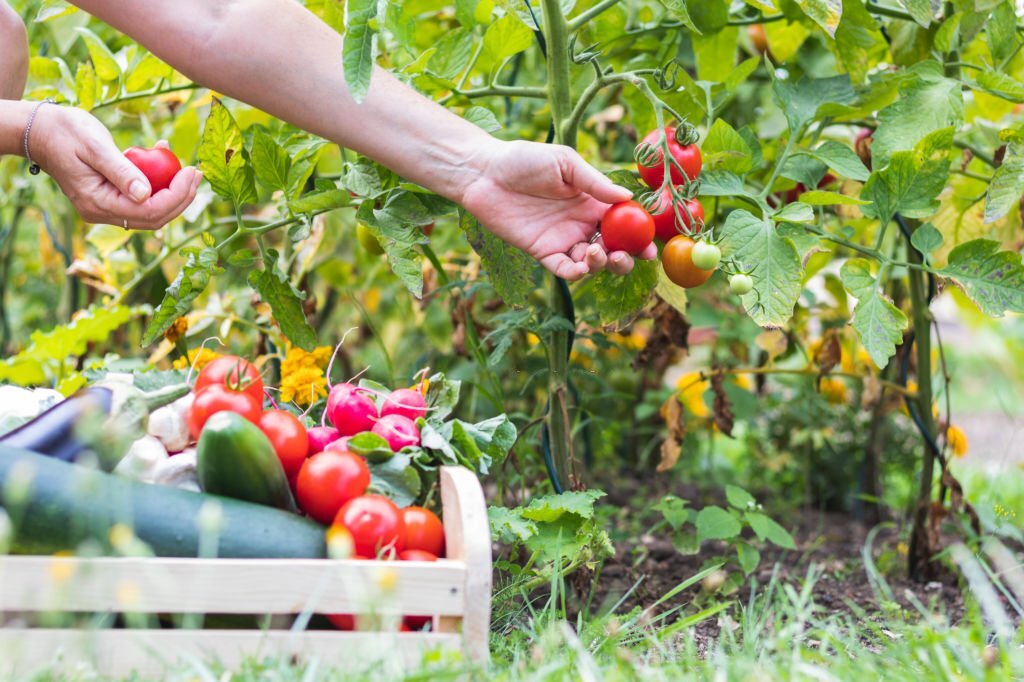 Vivre des Légumes de son Jardin : On vous explique tout !